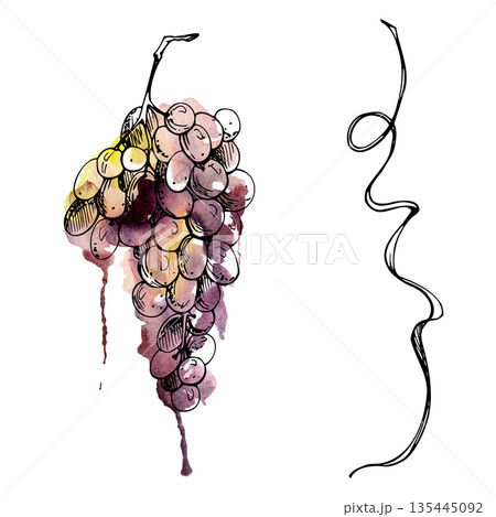 Hand drawn grape cluster and curved tendril line art with watercolor wash. Botanical ink sketch illustration isolated for decorative borders, wine labels, vinery branding, bottle packaging design. Hand drawn grape cluster and curved tendril line art with watercolor wash. Botanical ink sketch illustration isolated for decorative borders, wine labels, vinery branding, bottle packaging design. 135445092