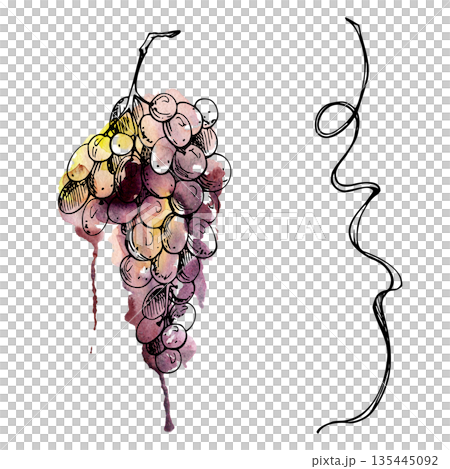 Hand drawn grape cluster and curved tendril line art with watercolor wash. Botanical ink sketch illustration isolated for decorative borders, wine labels, vinery branding, bottle packaging design. 135445092