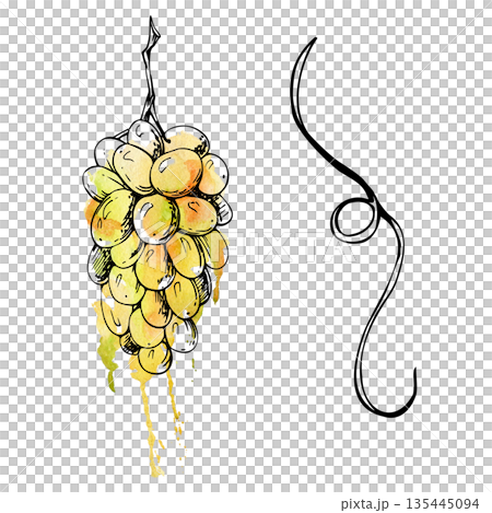 Hanging muscat grape bunch and vine tendril. Ink and watercolor bleed illustration isolated for wine labels, menus, packaging, vineyard branding, food design and Mediterranean travel themed projects. Hanging muscat grape bunch and vine tendril. Ink and watercolor bleed illustration isolated for wine labels, menus, packaging, vineyard branding, food design and Mediterranean travel themed projects. 135445094