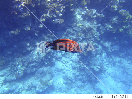 Surgeonfish acanthurus sohal with striped orange body and spotted tail swimming near coral reef, 135445211