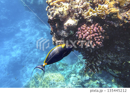 Surgeonfish naso lituratus swimming near purple pocillopora coral colony in tropical reef, colorful 135445212