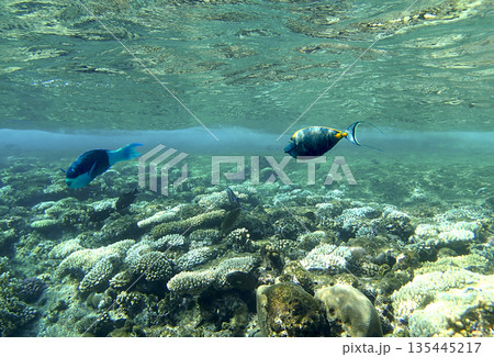 Tropical triggerfish swimming above a shallow coral reef in crystal-clear turquoise water, vibrant Tropical triggerfish swimming above a shallow coral reef in crystal-clear turquoise water, vibrant 135445217