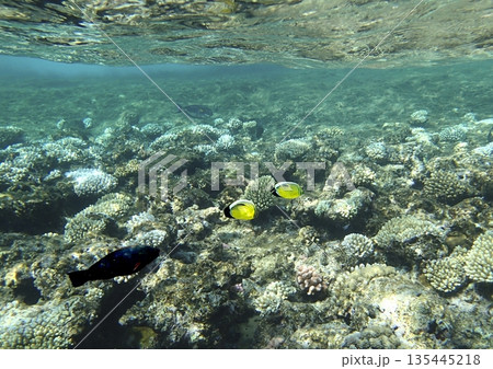 Two bright yellow butterflyfish swim above a coral reef in shallow clear waters, surrounded by Two bright yellow butterflyfish swim above a coral reef in shallow clear waters, surrounded by 135445218