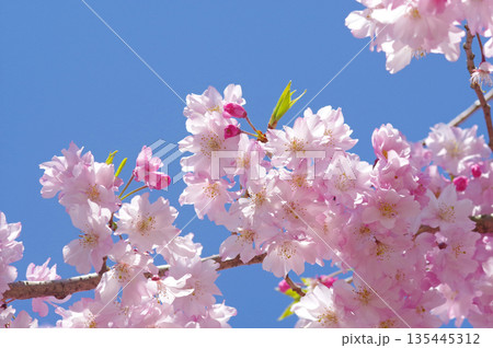 青空に映える八重桜『ヤエベニシダレ』 135445312
