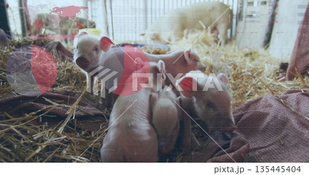 Huddling seven piglets on straw and blanket in barn stall, with metal bars and infographic overlays 135445404