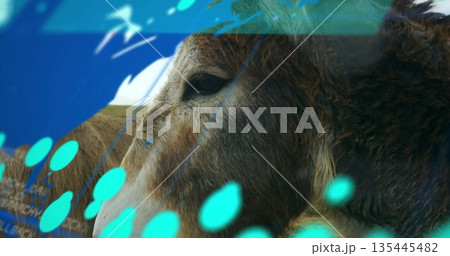 Displaying donkey head showing data overlay in rural field, with digital graphics 135445482