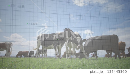 Grazing Holsteins and brown cows moving across farm pasture, with digital grid overlaying data Grazing Holsteins and brown cows moving across farm pasture, with digital grid overlaying data 135445560