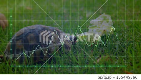 Crawling tortoise moving across grassy backyard toward lettuce leaf, with green line graph overlay 135445566