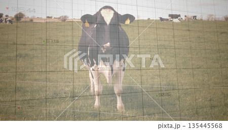 Standing black and white dairy cow facing camera in rural pasture, with grid overlay annotations 135445568