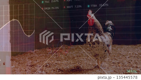 Standing speckled rooster on wood shavings near wood fence in barn with stock charts, copy space 135445578