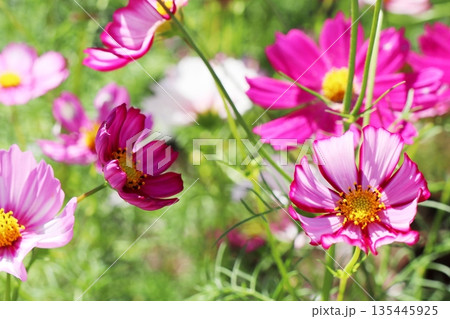 ピンクのグラデーションのコスモス　あかつき 135445925