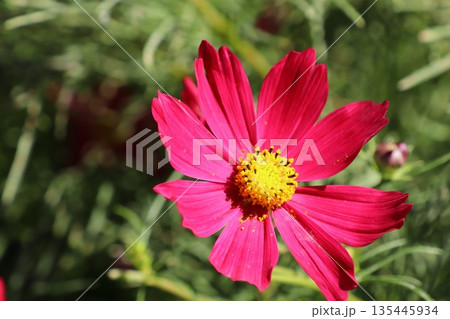 赤いコスモスの花 カサノバ 赤いコスモスの花 カサノバ 135445934