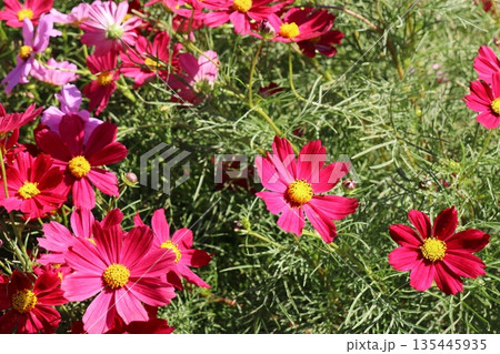 赤いコスモスの花　カサノバ 135445935