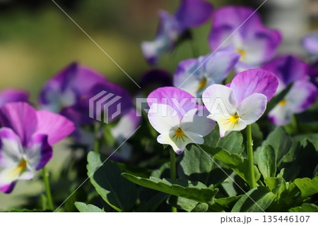 紫と白のビオラの花 135446107