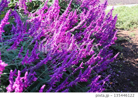アメジストセージの紫の花 135446122