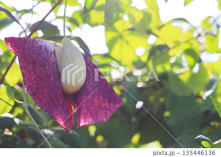 アリストロキア・ギガンティアの変わった花 アリストロキア・ギガンティアの変わった花 135446136