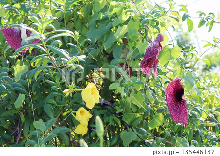 アリストロキア・ギガンティアの変わった花 135446137