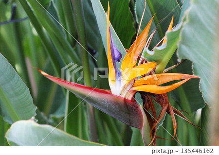 鳥のようなストレリチア・レギナエの花 鳥のようなストレリチア・レギナエの花 135446162