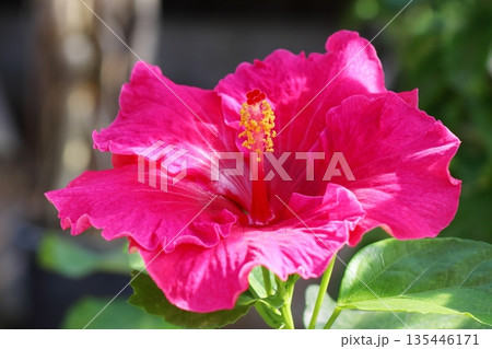 赤ピンク色のハイビスカスの花 モンビッシュ68 赤ピンク色のハイビスカスの花 モンビッシュ68 135446171