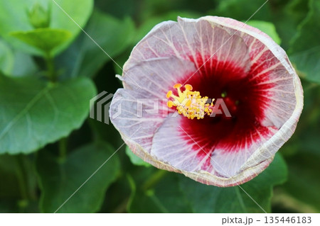 薄紫色の花を咲かせるハイビスカス　杏花 135446183