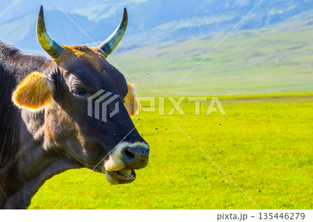 Cow annoyed with flies in grassy highland meadow at summer day in Kyrgyzstan 135446279