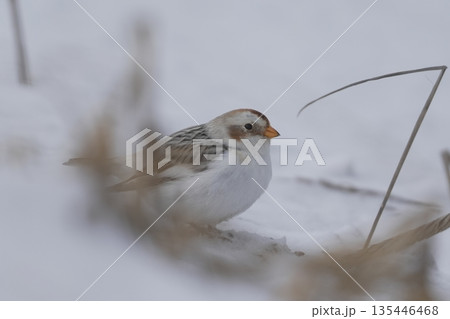 雪の中で餌を探すユキホオジロ 雪の中で餌を探すユキホオジロ 135446468