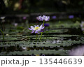 水に浮かぶ紫の蓮の花 135446639