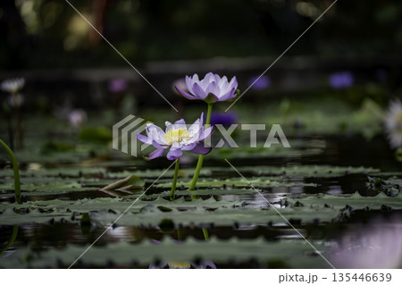 水に浮かぶ紫の蓮の花 135446639