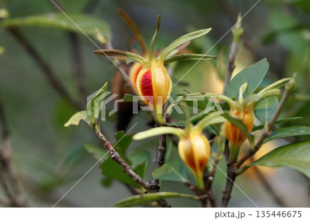 クチナシの実 クチナシの実 135446675