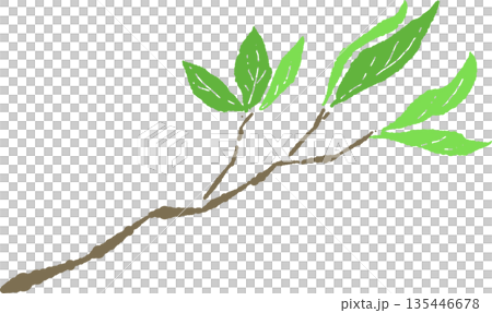 手繪彩色插圖，描繪了初夏茂盛的樹葉和枝條 135446678