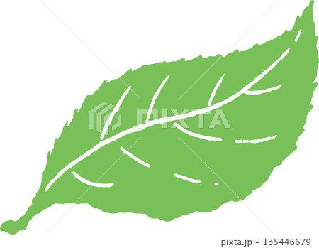 初夏の青々とした葉っぱと枝の手書き風 カラー イラスト 135446679