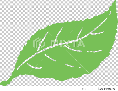 初夏の青々とした葉っぱと枝の手書き風 カラー イラスト 135446679