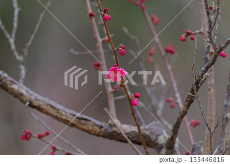 梅の開花　紅梅 135446816