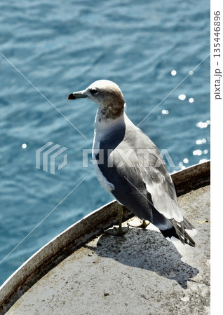 ウミネコ 1羽（伊根の舟屋／京都府与謝郡伊根町） 135446896