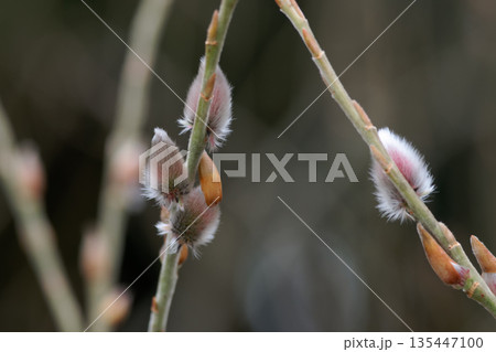 加子母乙女渓谷のヤナギ科ネコヤナギの花穂（雄花） 135447100