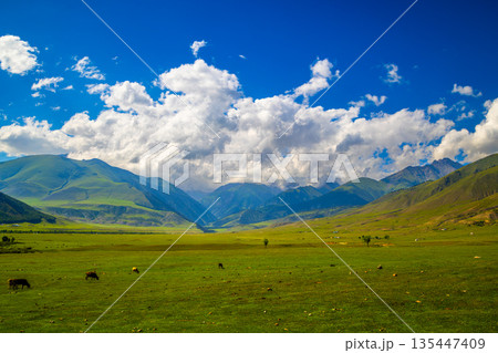 Four cows grazing in serene mountain valley during daytime in Kyrgyzstan 135447409