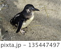 フェアリーペンギン 135447497