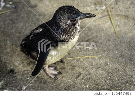 フェアリーペンギン 135447498