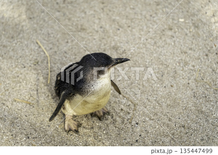 フェアリーペンギン 135447499