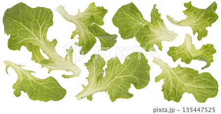 Fresh green oak lettuce leaves isolated on white background, full depth of field, collection 135447525