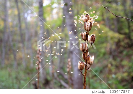 北海道道北、中頓別町のオオウバユリ 135447877