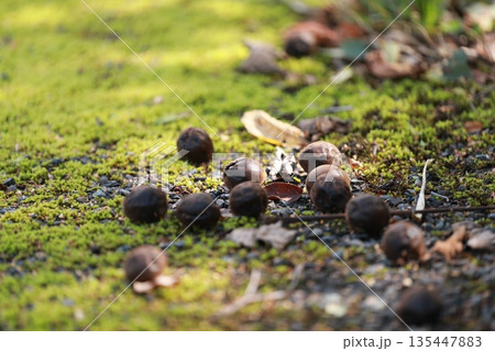 北海道道北、エゾリスを待つオニグルミ 135447883