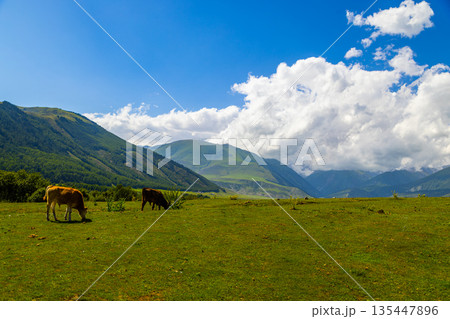 Two calves grazing in serene mountain meadow during daytime Two calves grazing in serene mountain meadow during daytime 135447896