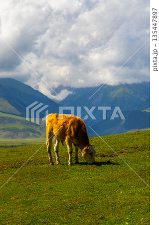 Young cow grazing on grassy hillside under cloudy sky Young cow grazing on grassy hillside under cloudy sky 135447897