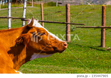 Cow lying down in peaceful rural pasture during daytime in Kyrgyzstan 135447905