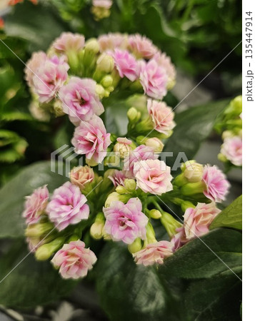 White and pink roses, bushes, and flowerpots in a store Dark pink terry tulip from the bouquet 135447914