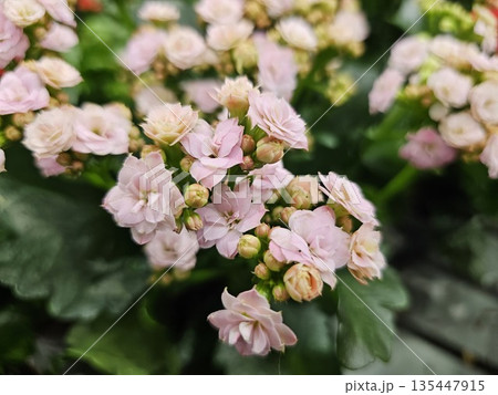 small flowers bushes Pink flowers bloom 135447915