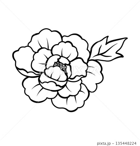 エレガントな牡丹の花のアウトラインイラスト　手描きスケッチデザイン素材 135448224