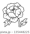 エレガントな牡丹の花のアウトラインイラスト　手描きスケッチデザイン素材 135448225