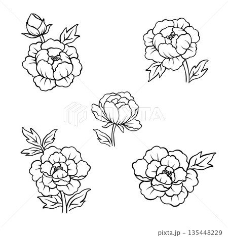 エレガントな牡丹の花のアウトラインイラストセット 手描きスケッチデザイン素材 エレガントな牡丹の花のアウトラインイラストセット 手描きスケッチデザイン素材 135448229